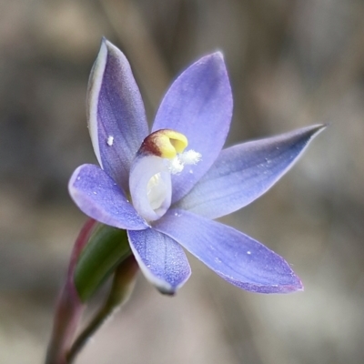Thelymitra pauciflora (Slender Sun Orchid) at Captains Flat, NSW - 8 Nov 2023 by Csteele4