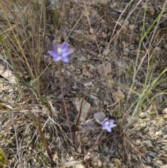 Thelymitra pauciflora at QPRC LGA - suppressed