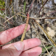 Thelymitra pauciflora at QPRC LGA - suppressed