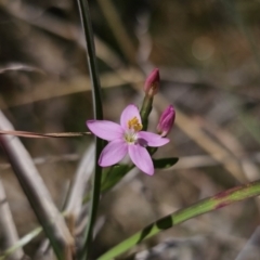 Centaurium sp. (Centaury) at Captains Flat, NSW - 8 Nov 2023 by Csteele4