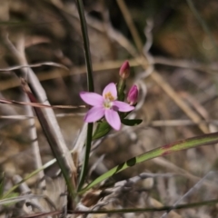 Centaurium sp. at QPRC LGA - 8 Nov 2023