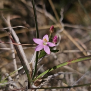 Centaurium sp. at QPRC LGA - 8 Nov 2023