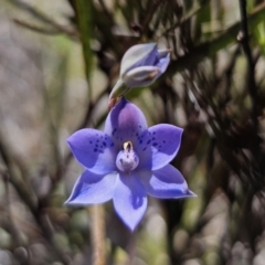 Thelymitra simulata (Graceful Sun-orchid) at Captains Flat, NSW - 8 Nov 2023 by Csteele4