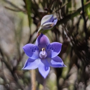 Thelymitra simulata at QPRC LGA - suppressed