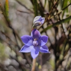 Thelymitra simulata at QPRC LGA - 8 Nov 2023