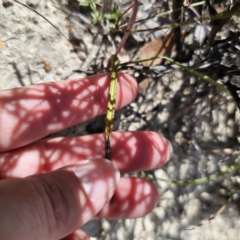 Thelymitra simulata at QPRC LGA - suppressed