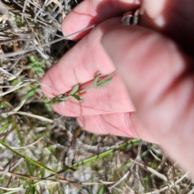 Hypericum gramineum (Small St Johns Wort) at Captains Flat, NSW - 8 Nov 2023 by Csteele4