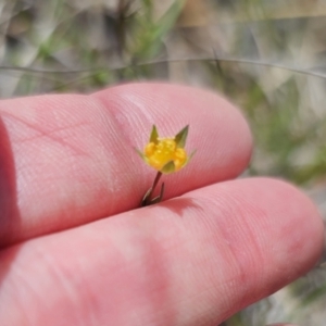 Hypericum gramineum at QPRC LGA - 8 Nov 2023