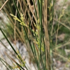 Juncus (genus) (A Rush) at QPRC LGA - 8 Nov 2023 by Csteele4
