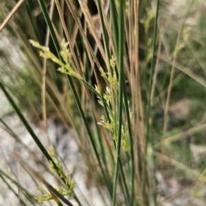 Juncus sp. at QPRC LGA - 8 Nov 2023