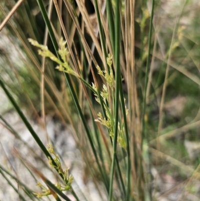 Juncus sp. (A Rush) at Captains Flat, NSW - 8 Nov 2023 by Csteele4