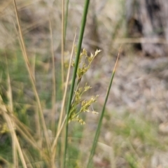 Juncus sp. at QPRC LGA - 8 Nov 2023