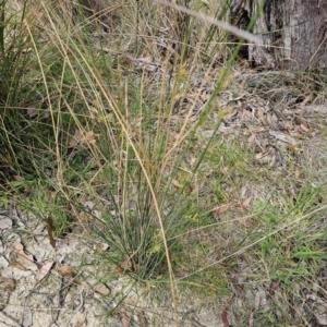 Juncus sp. at QPRC LGA - 8 Nov 2023