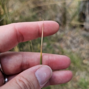 Juncus sp. at QPRC LGA - 8 Nov 2023