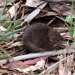 Antechinus mimetes mimetes (Dusky Antechinus) at Paddys River, ACT - 5 Nov 2023 by KumikoCallaway