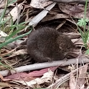 Antechinus mimetes mimetes at Tidbinbilla Nature Reserve - 6 Nov 2023