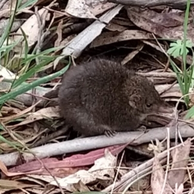 Antechinus mimetes mimetes (Dusky Antechinus) at Paddys River, ACT - 5 Nov 2023 by KumikoCallaway