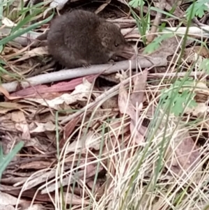 Antechinus mimetes mimetes at Tidbinbilla Nature Reserve - 6 Nov 2023 09:37 AM