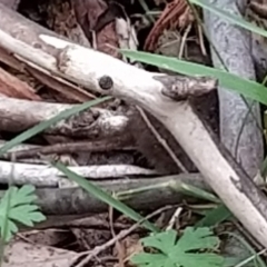 Antechinus mimetes mimetes at Tidbinbilla Nature Reserve - 6 Nov 2023