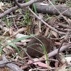 Antechinus mimetes mimetes at Tidbinbilla Nature Reserve - 6 Nov 2023