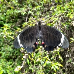 Papilio aegeus (Orchard Swallowtail, Large Citrus Butterfly) at ANBG - 8 Nov 2023 by VanceLawrence