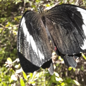 Papilio aegeus at ANBG - 8 Nov 2023