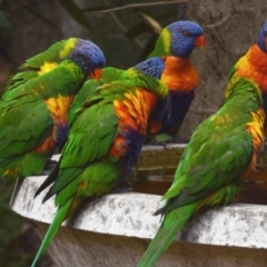 Trichoglossus moluccanus (Rainbow Lorikeet) at Sheldon, QLD - 8 Nov 2023 by PJH123