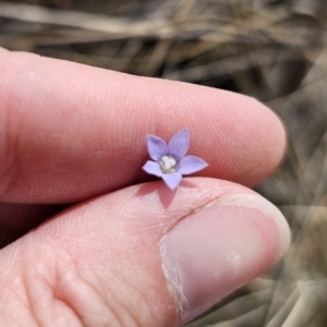 Wahlenbergia sp. at QPRC LGA - 8 Nov 2023 01:22 PM