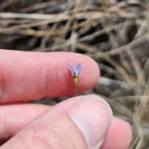 Wahlenbergia sp. at QPRC LGA - 8 Nov 2023