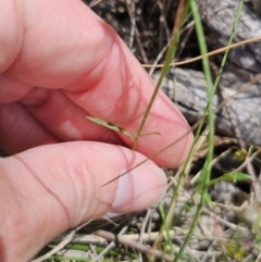 Wahlenbergia sp. at QPRC LGA - 8 Nov 2023 01:22 PM