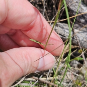 Wahlenbergia sp. at QPRC LGA - 8 Nov 2023 01:22 PM