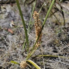 Lomandra multiflora (Many-flowered Matrush) at Captains Flat, NSW - 8 Nov 2023 by Csteele4