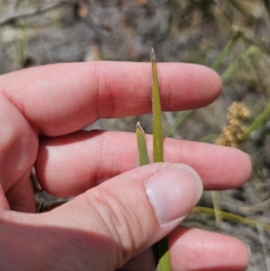 Lomandra multiflora at QPRC LGA - 8 Nov 2023