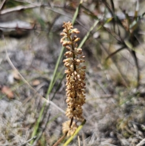 Lomandra multiflora at QPRC LGA - 8 Nov 2023