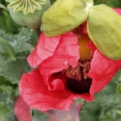 Papaver somniferum (Opium Poppy) at Isaacs Ridge and Nearby - 8 Nov 2023 by KumikoCallaway