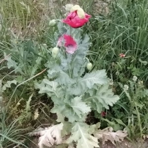 Papaver somniferum at Isaacs Ridge and Nearby - 8 Nov 2023 07:13 AM