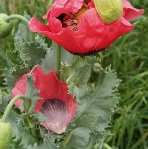 Papaver somniferum at Isaacs Ridge and Nearby - 8 Nov 2023