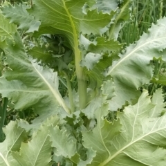 Papaver somniferum at Isaacs Ridge and Nearby - 8 Nov 2023