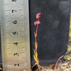 Haloragis heterophylla (Variable Raspwort) at Majura, ACT - 8 Nov 2023 by theaoloughlin