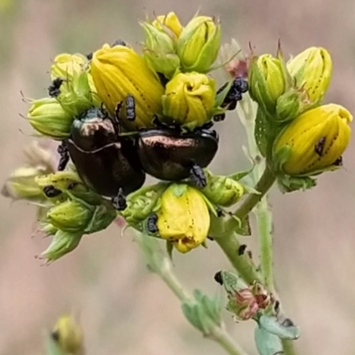 Chrysolina quadrigemina (Greater St Johns Wort beetle) at Mount Mugga Mugga - 7 Nov 2023 by KumikoCallaway