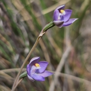 Thelymitra pauciflora at QPRC LGA - suppressed