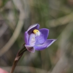 Thelymitra pauciflora at QPRC LGA - suppressed