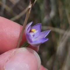 Thelymitra pauciflora at QPRC LGA - suppressed