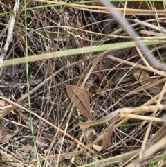 Epidesmia hypenaria at QPRC LGA - 8 Nov 2023