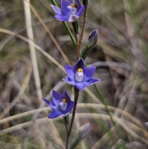 Thelymitra peniculata at QPRC LGA - 8 Nov 2023