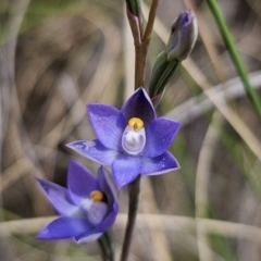 Thelymitra peniculata at QPRC LGA - 8 Nov 2023