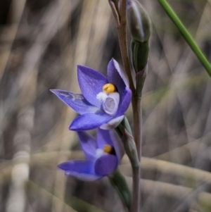 Thelymitra peniculata at QPRC LGA - 8 Nov 2023