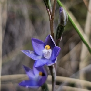 Thelymitra peniculata at QPRC LGA - 8 Nov 2023