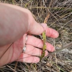 Thelymitra peniculata at QPRC LGA - 8 Nov 2023