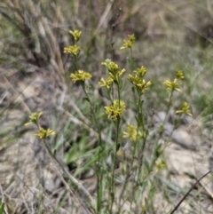 Pimelea curviflora var. sericea (Curved Riceflower) at Captains Flat, NSW - 8 Nov 2023 by Csteele4